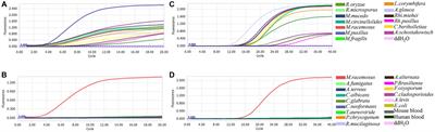 Rapid detection of Mucorales based on recombinase polymerase amplification and real-time PCR